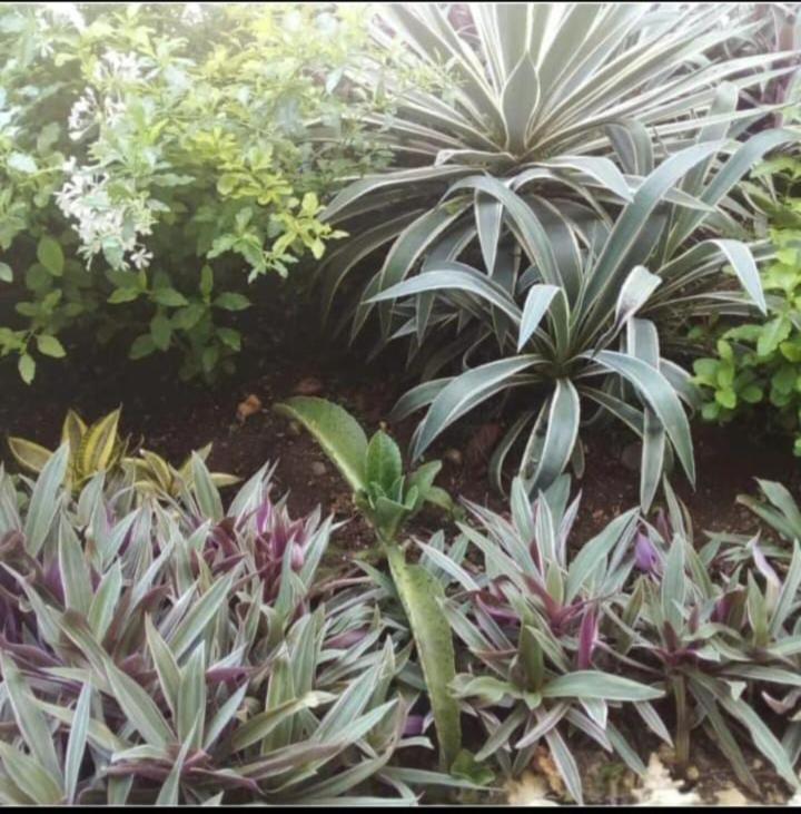 The Seaside Garden Guesthouse Buccoo Екстериор снимка